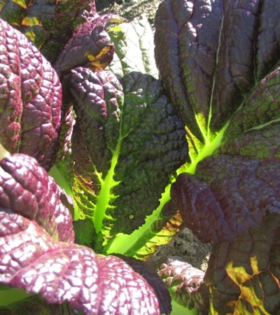 Indian Mustard Red Giant